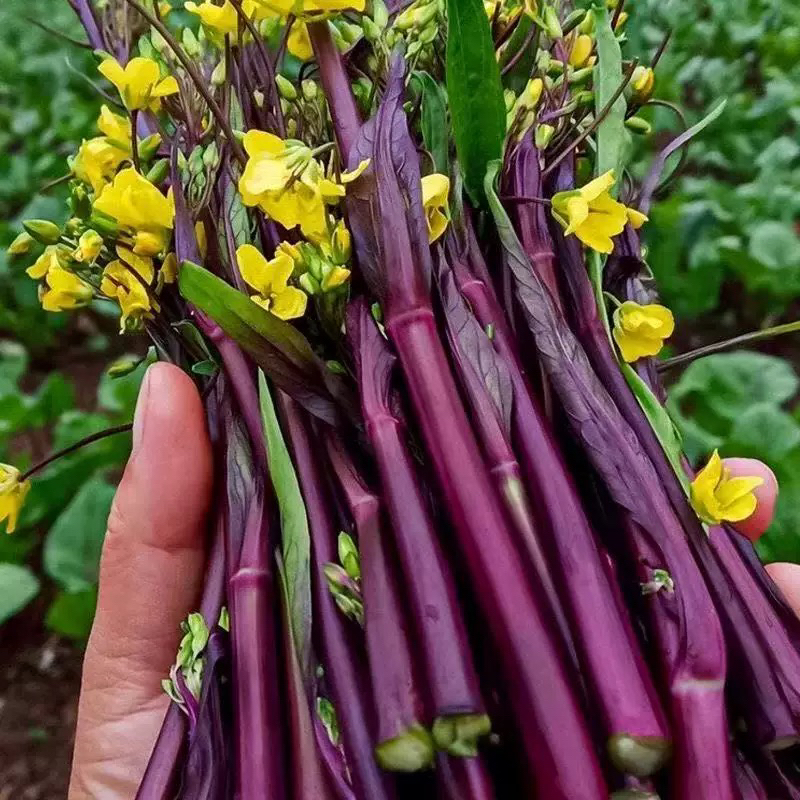 【禾田农业】红菜苔-溪边农家露天种植红菜苔时令蔬菜新鲜采摘