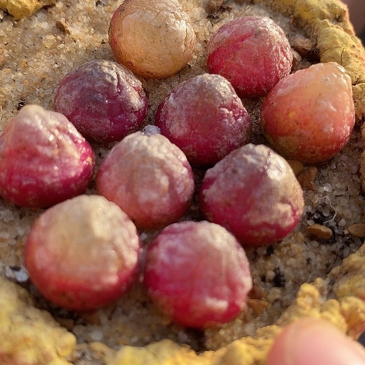 灯泡一组两颗      1-1.4厘米