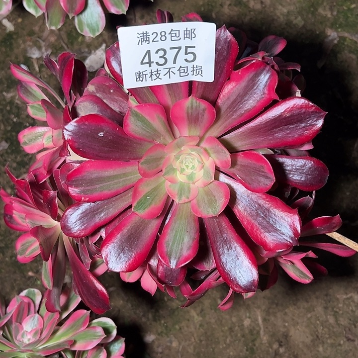 4375美杜莎多肉植物