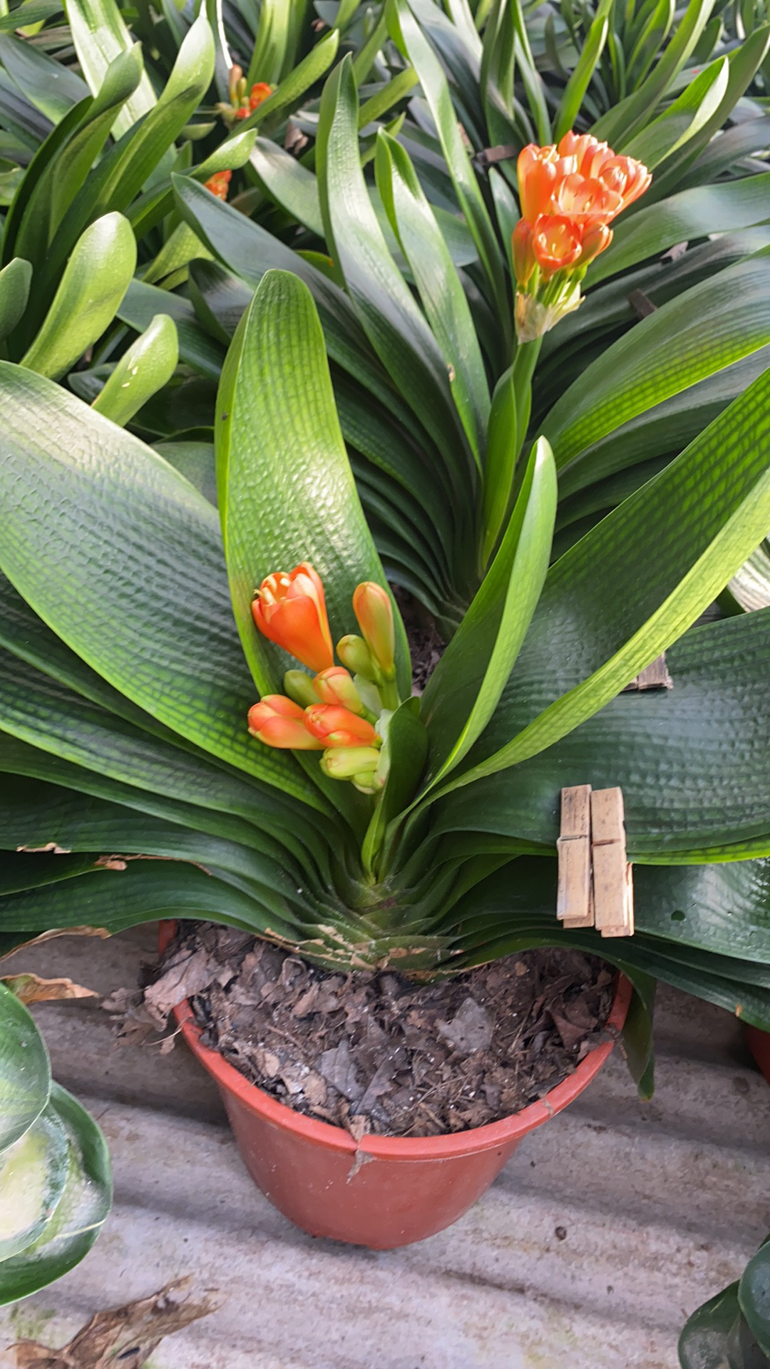 鞍山精品家庭养殖君子兰