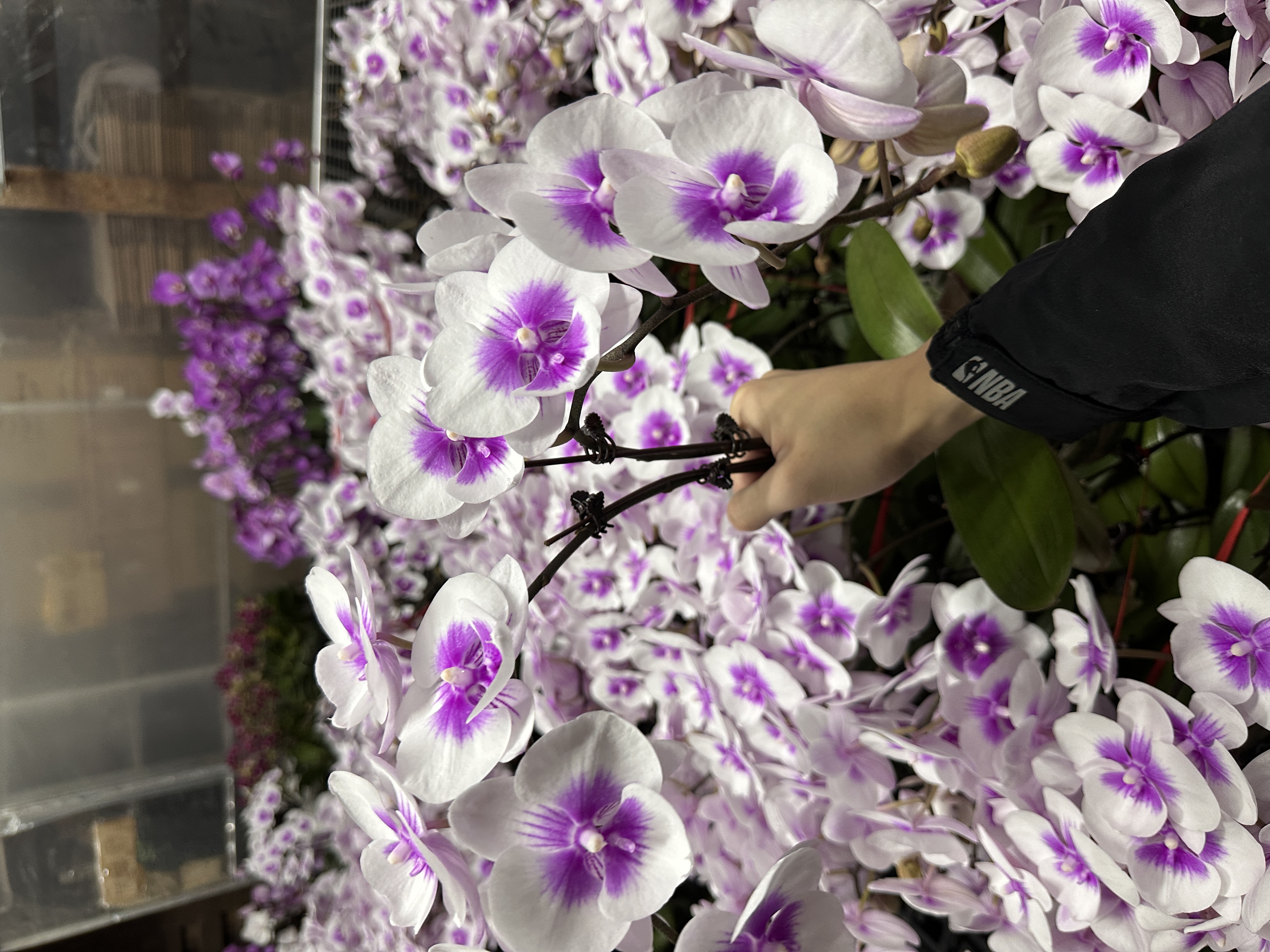 蝴蝶兰《凤凰鸟》双花剑 带花带花苞 种植基地直发 好养植株