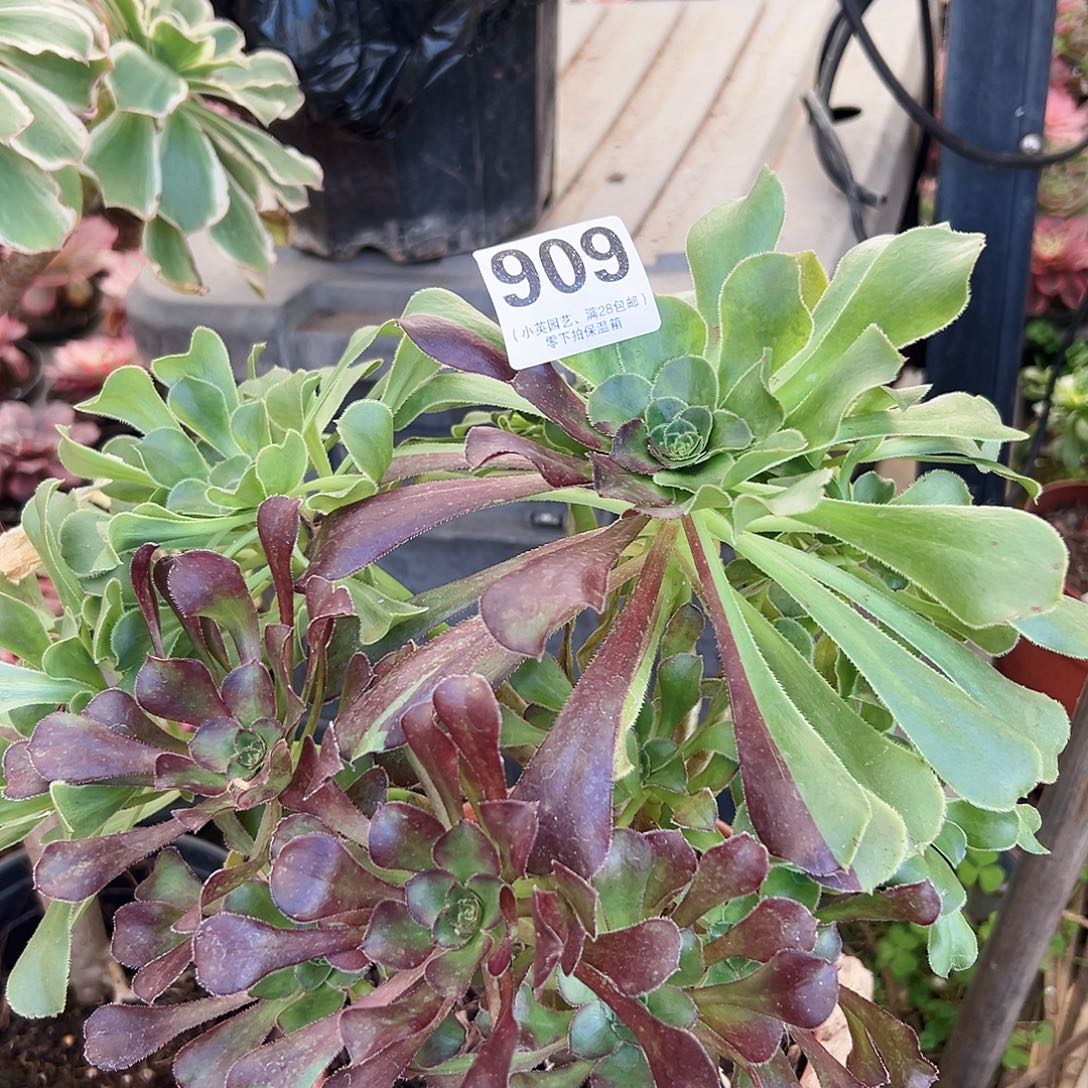 水墨丹青909多肉植物