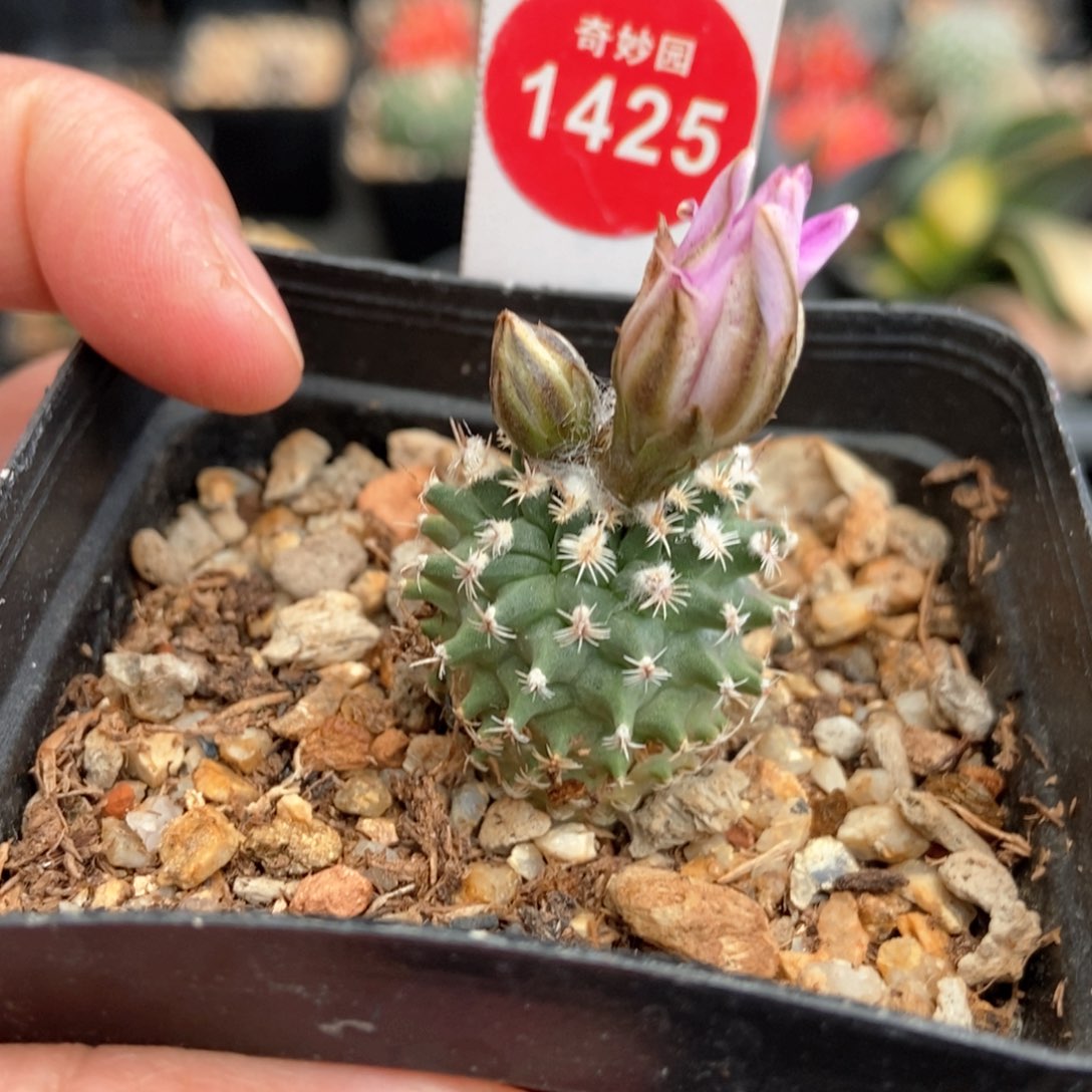 实生海胆娇丽2.5cm