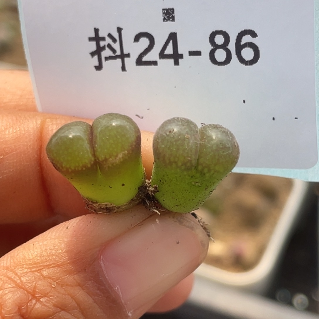 24-86风铃多肉植物