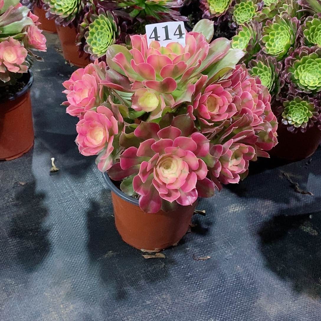 用****9香妃414多肉法师植物