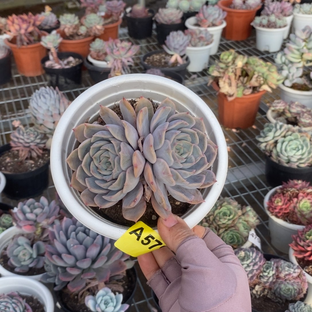 579菲奥娜一物一拍