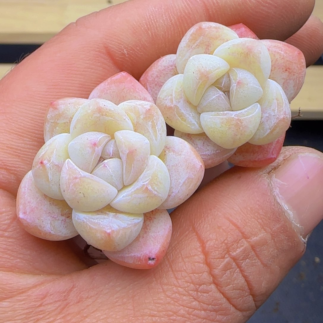 精控冰玉优选9.9米5颗