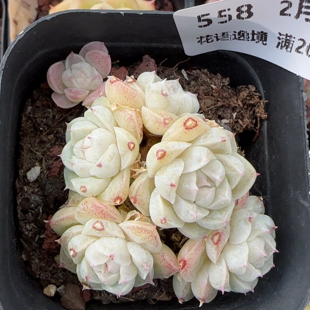 花语逸境0210-558