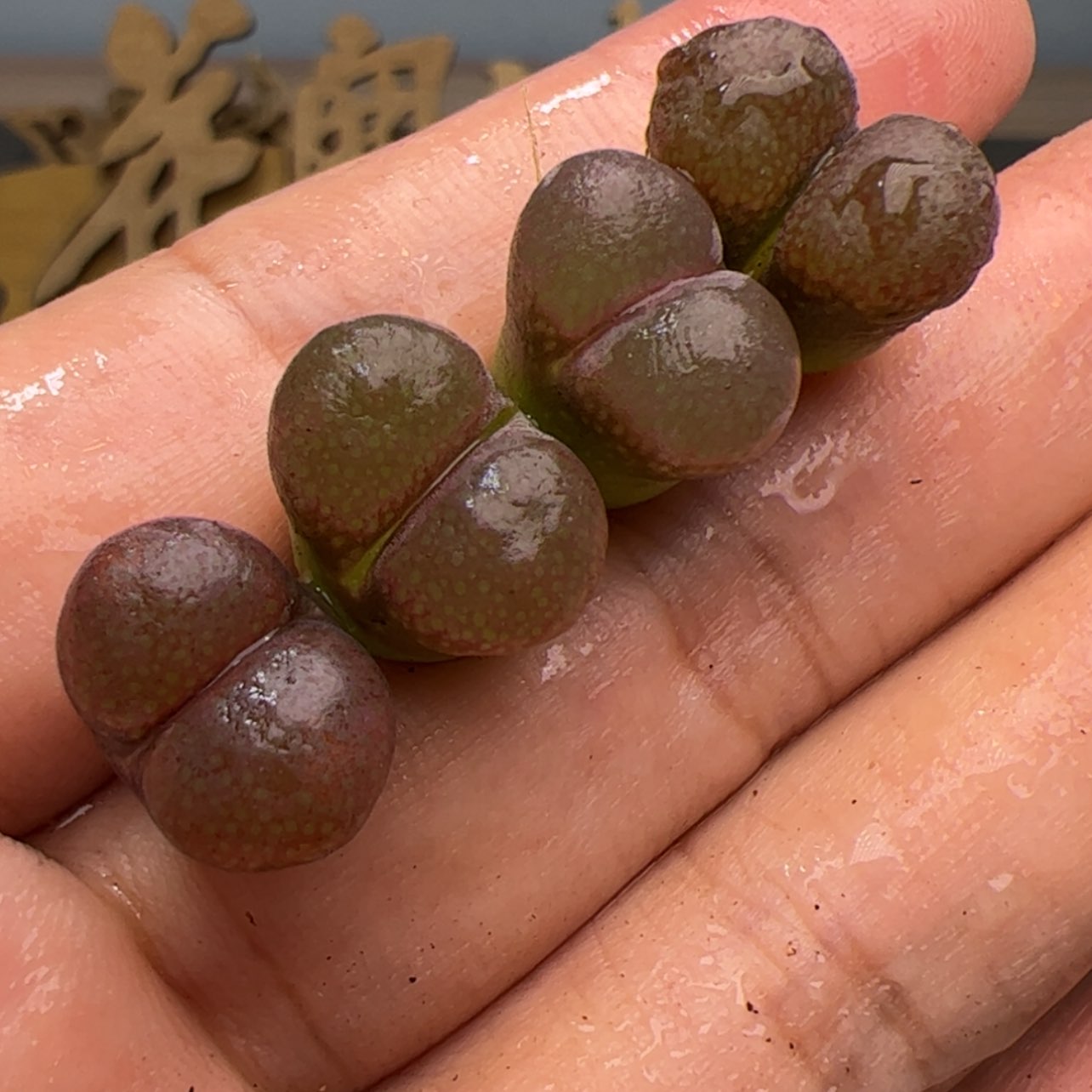 【闪购商品】00000002