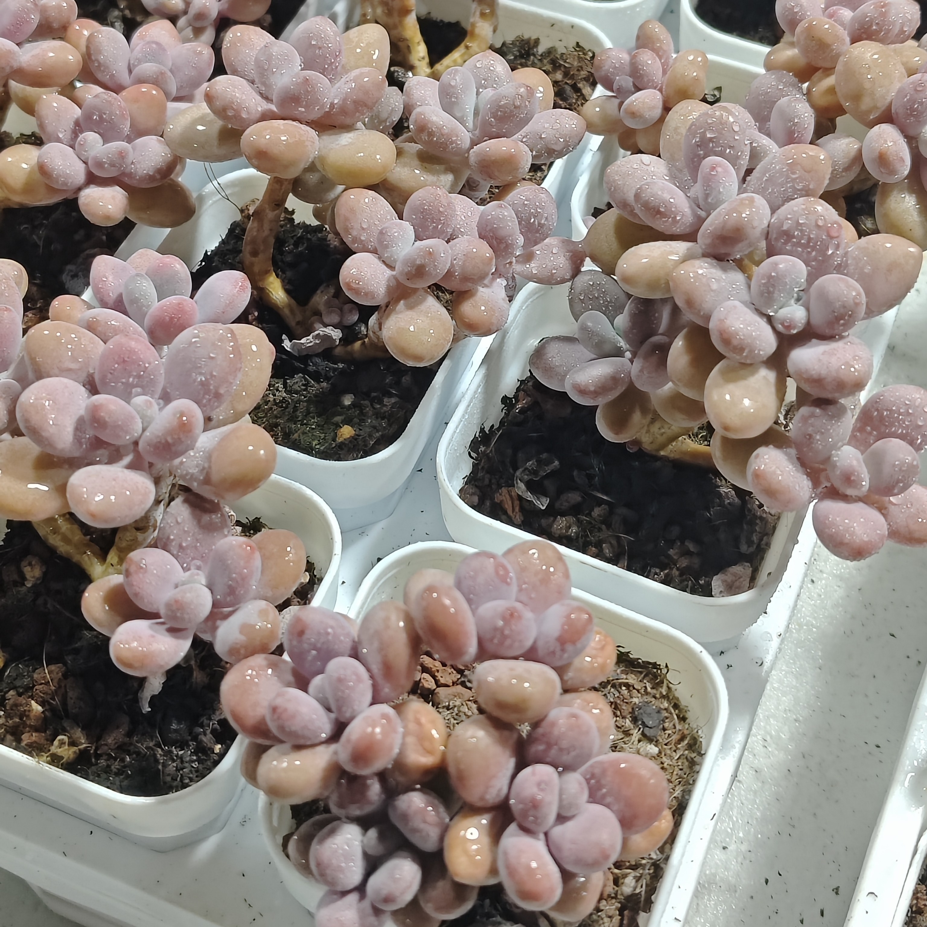 桃蛋四头起发多肉植物