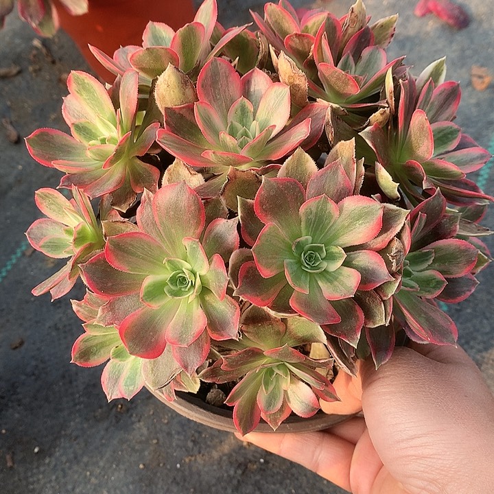 775浣纱多肉植物