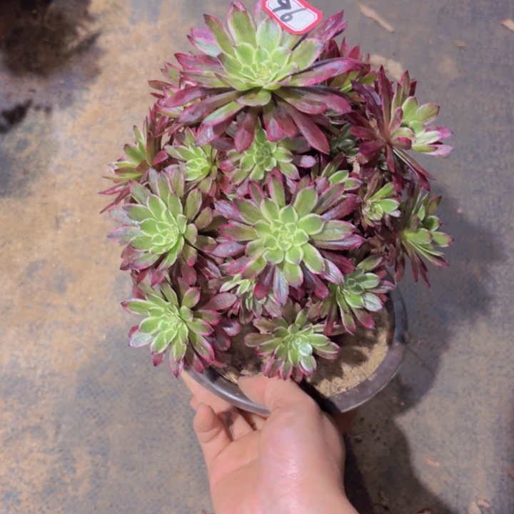 一物一拍繁星法师多肉96