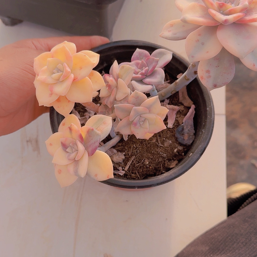 2209紫乐锦多肉植物