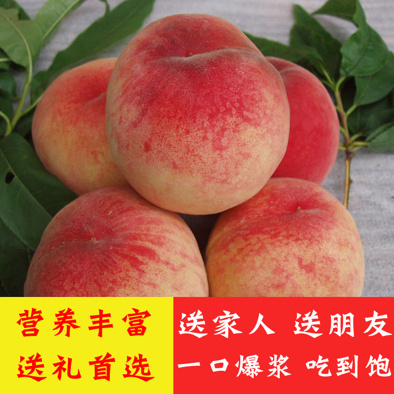 龙泉驿水蜜桃新鲜采摘成都桃子脆软两吃香甜爆汁产地直发坏果包赔