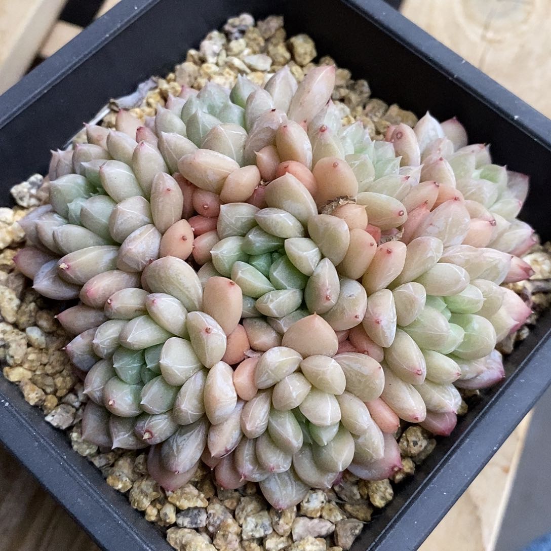 百搭翡翠，自然群，1234567