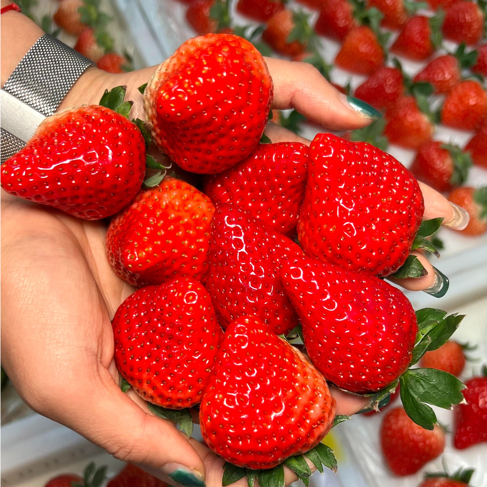 【顺丰/京东】尹书记四川大凉山露天巧克力红颜奶油草莓香脆甜多汁