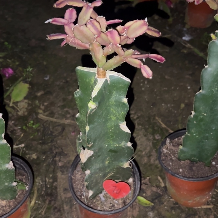 用***3当前无花栽培后可以开花048  70