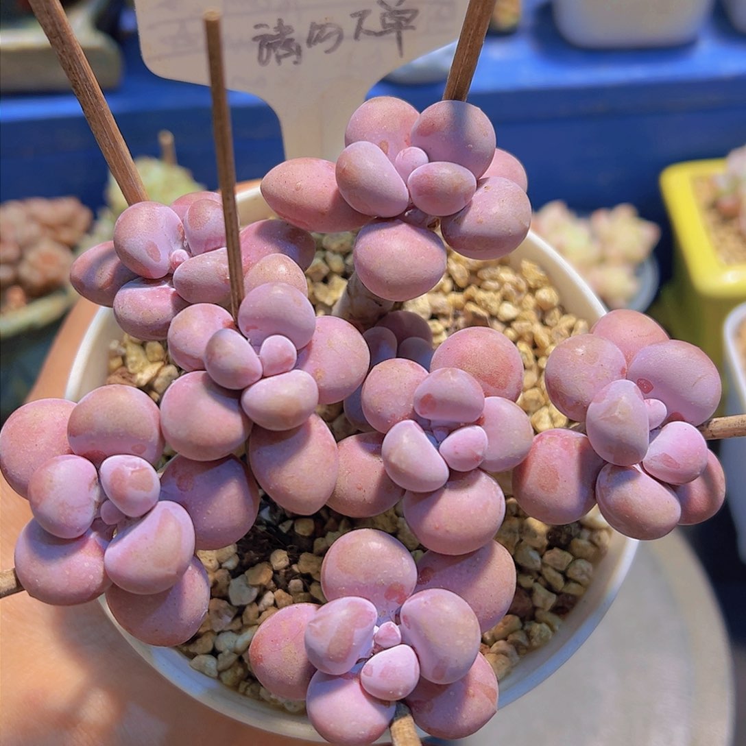 腰子蛋，裸根发货，