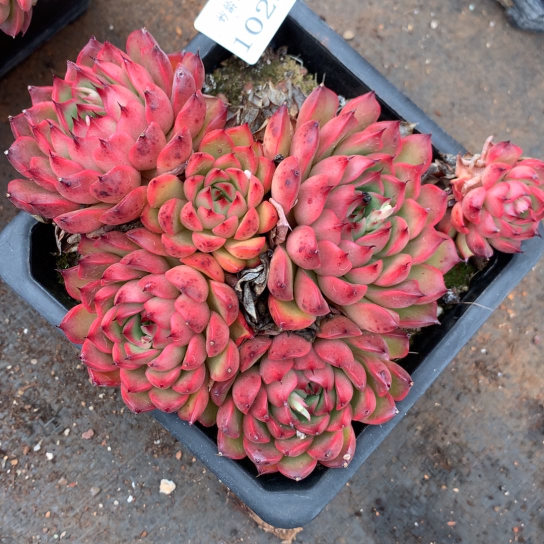 1028杂交精品基地14厘米