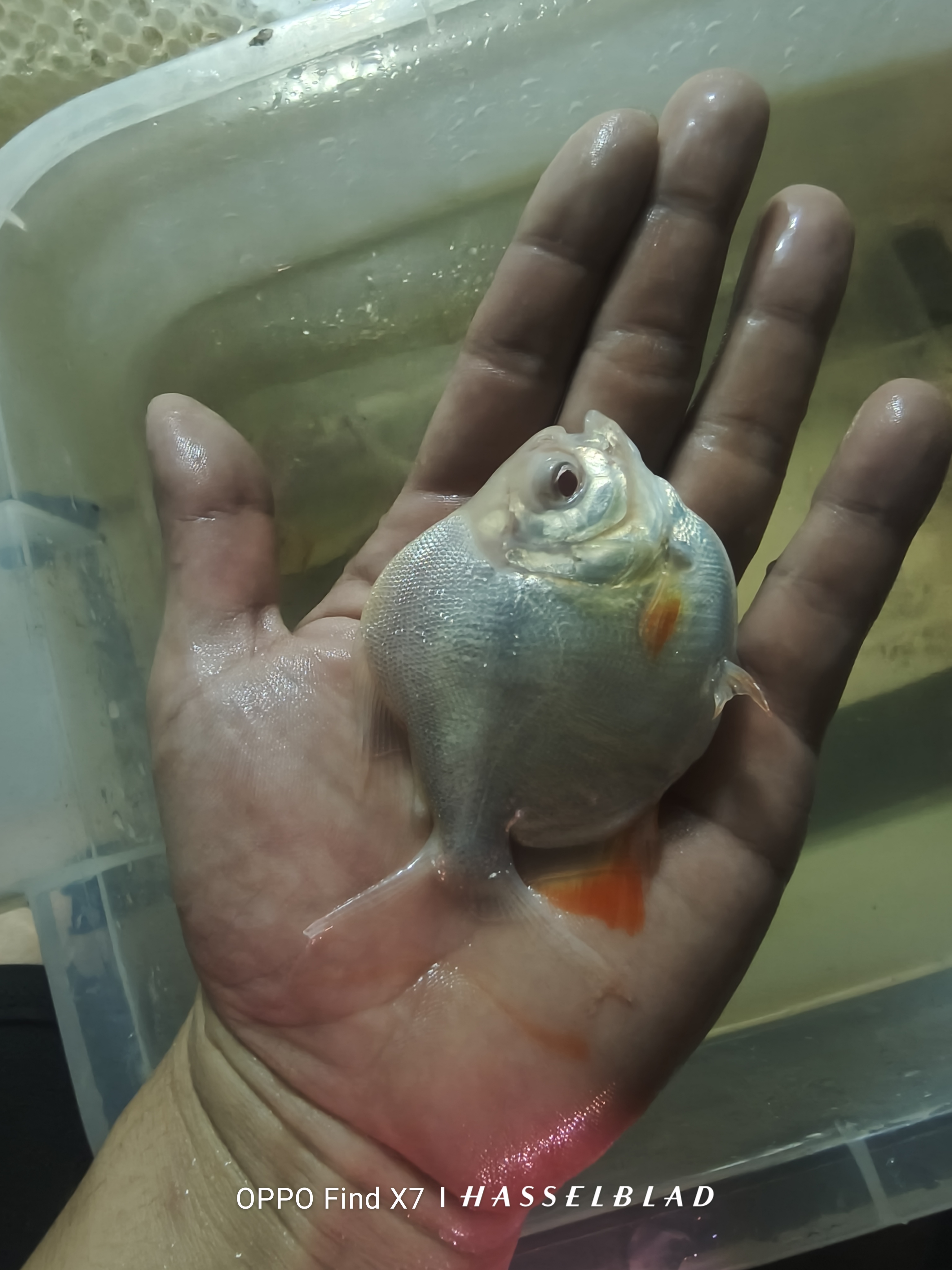 球体短身白子银板大型热带观赏鱼红眼白子银版短身零号球型好养活