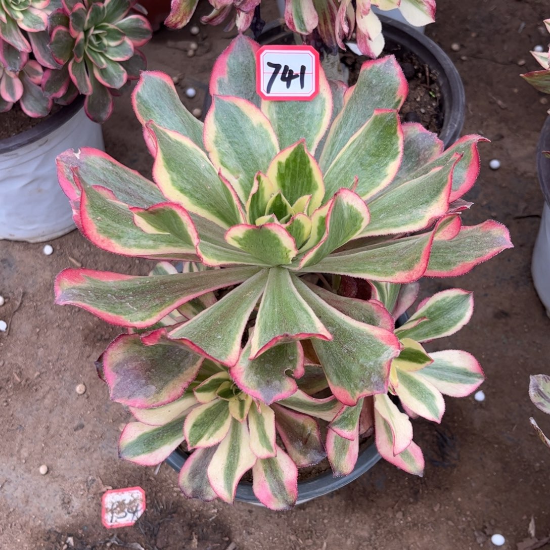 741多肉植物魅影法师