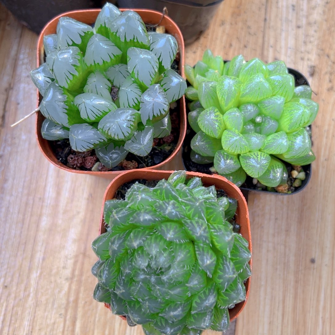 水晶+雪花+翠云多肉植物的