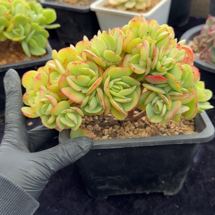 大***）15厘米左右一物一拍的