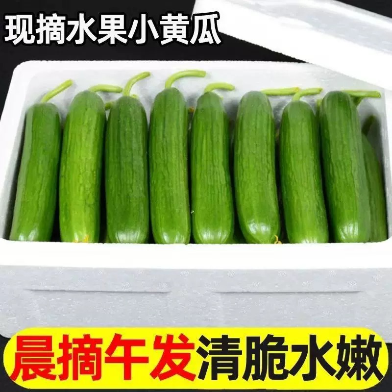 3斤新鲜现摘水果小黄瓜嫩青瓜生吃蘸酱脆甜无刺小青瓜特级精品