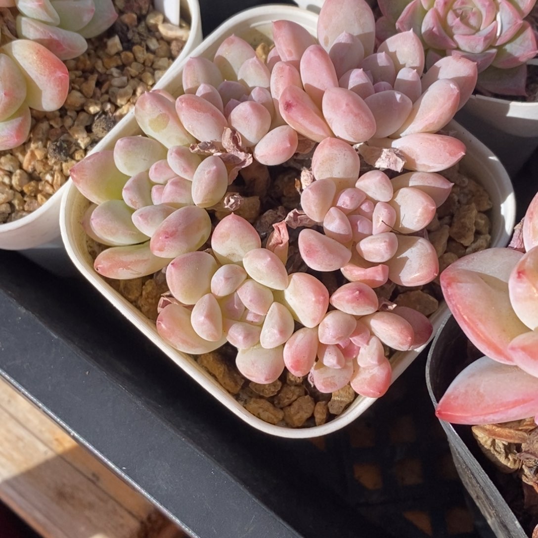 精品多肉一物一拍不包整71