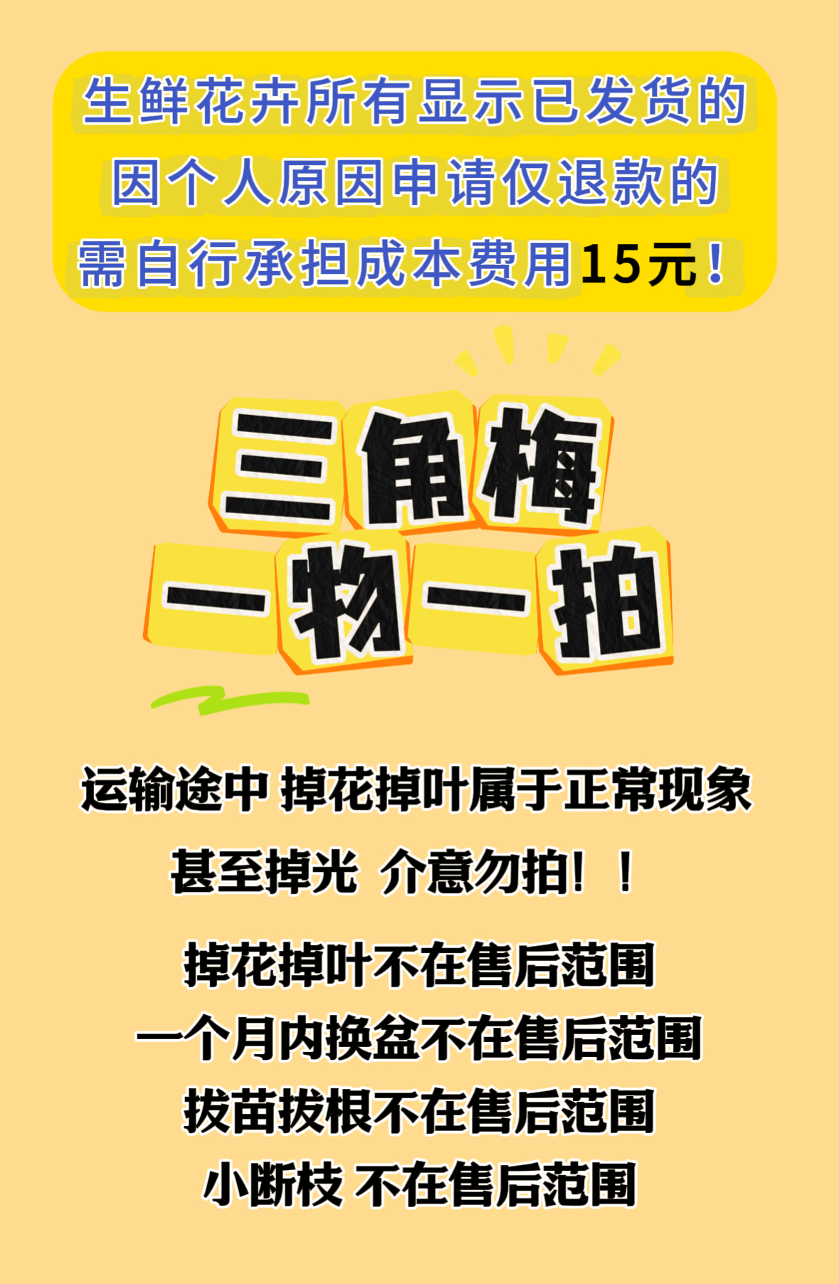 三角梅一物一拍漳州三角梅基地直发