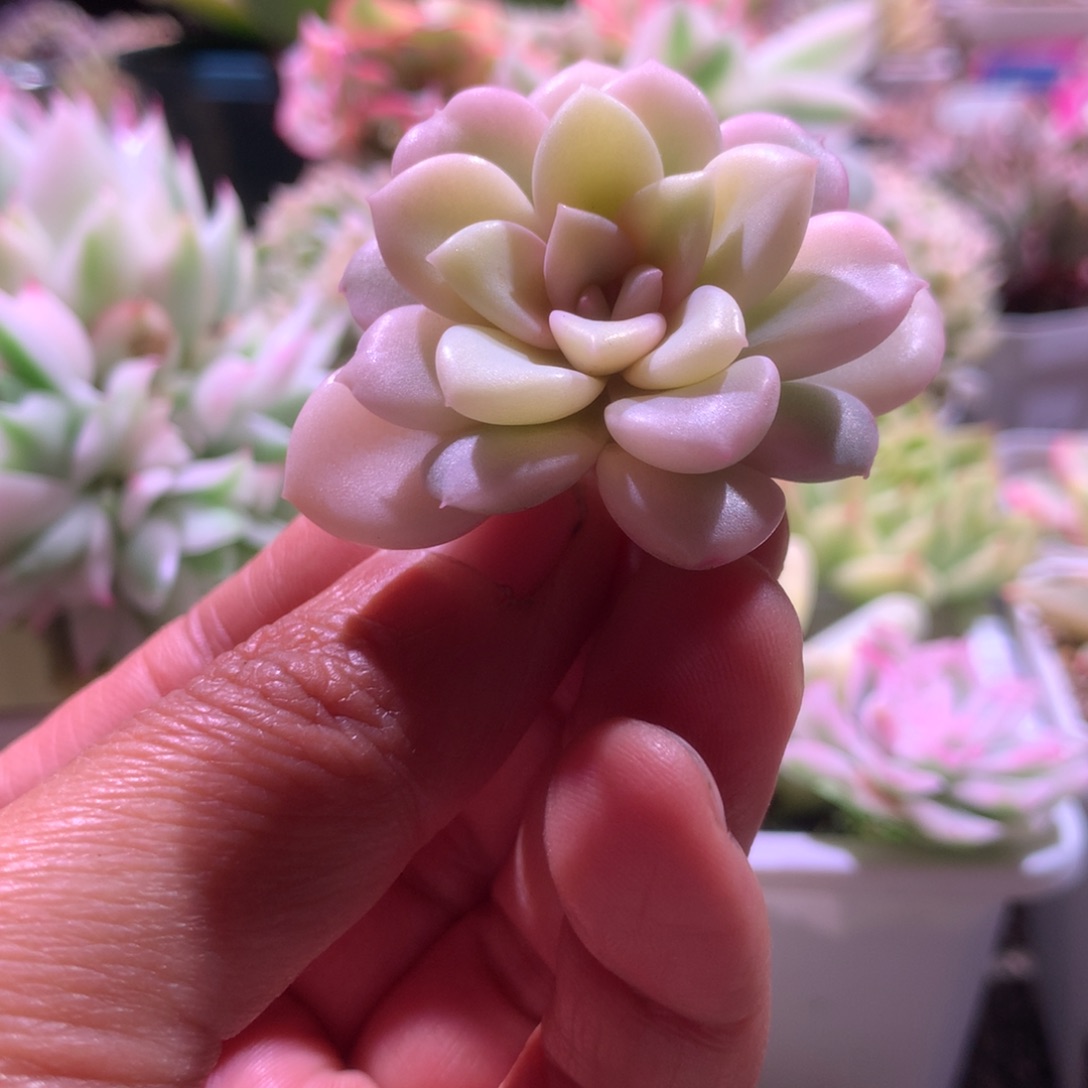 花斑鹿宽覆轮锦砍头
