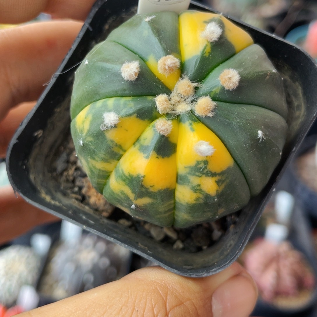 仙人球满28包邮盆口径5公分琉璃鸾凤兜锦4.5公分