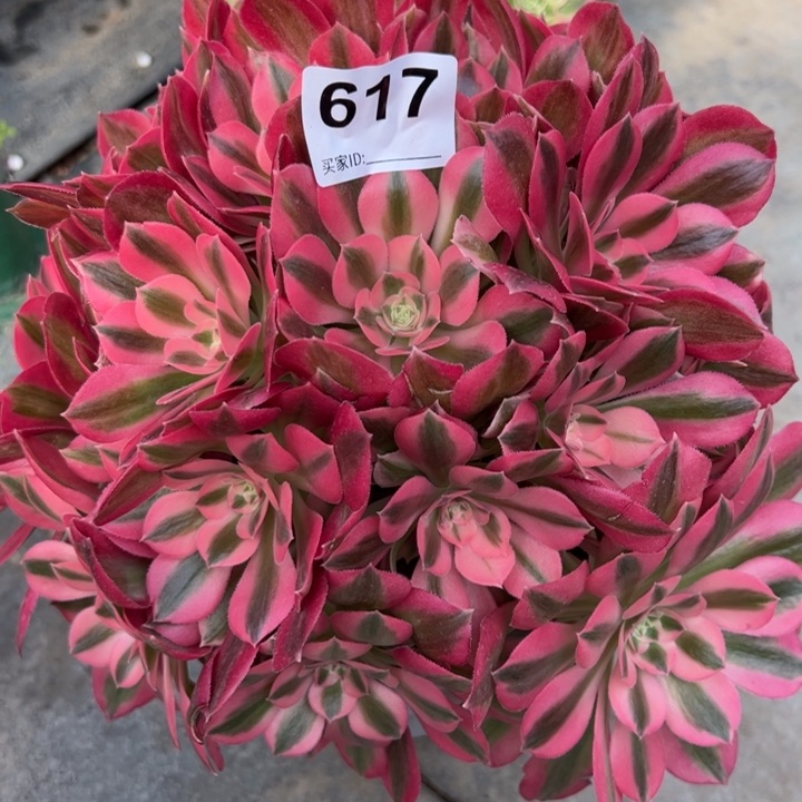 617女巫22厘米左右