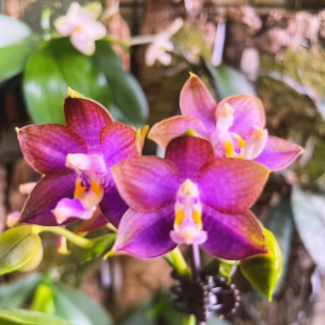 无花朵2.5寸弥陀蓝环苗