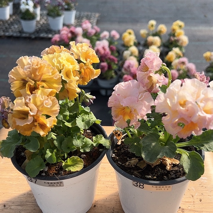 水晶抖音直播闪拍37-38