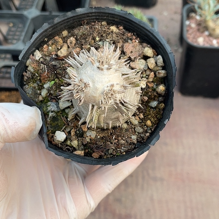 019惠比大黑块根植物