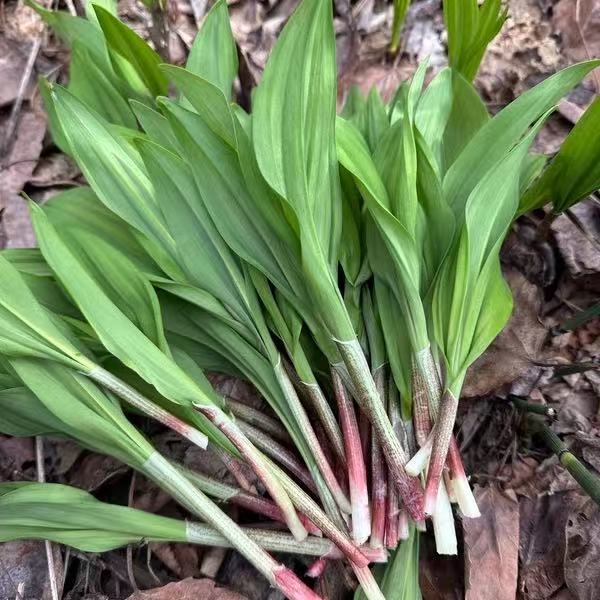 东北野生山葱（寒葱）茎叶，无根。包肉吃包饺子吃