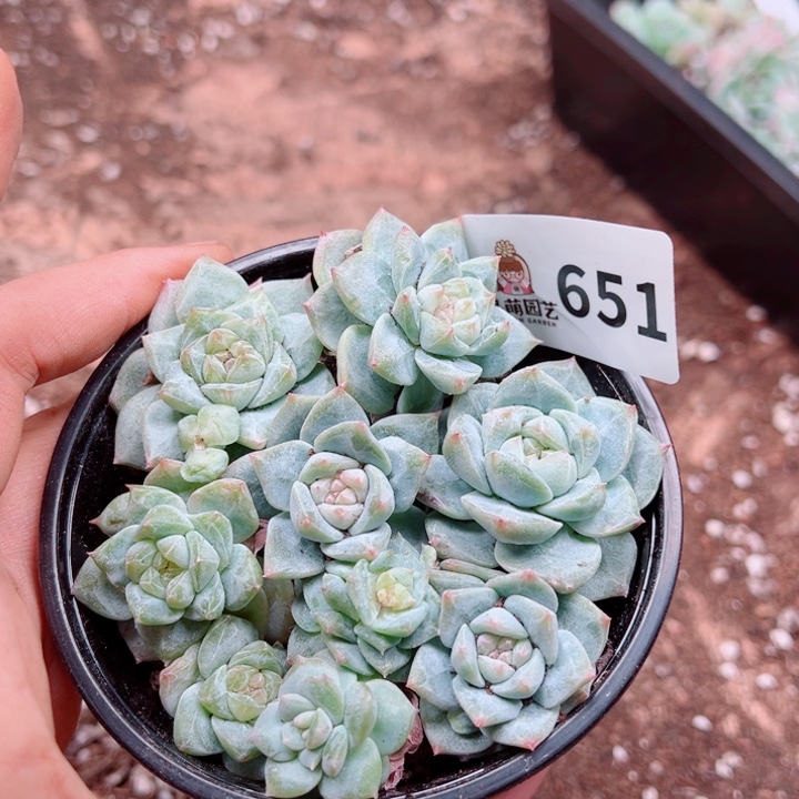 多肉植物多肉植物
