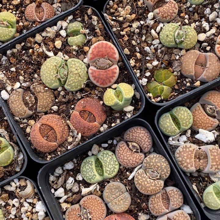 生石花五颗一组一组