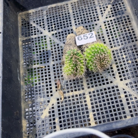 652翠晃缀一物一图如图