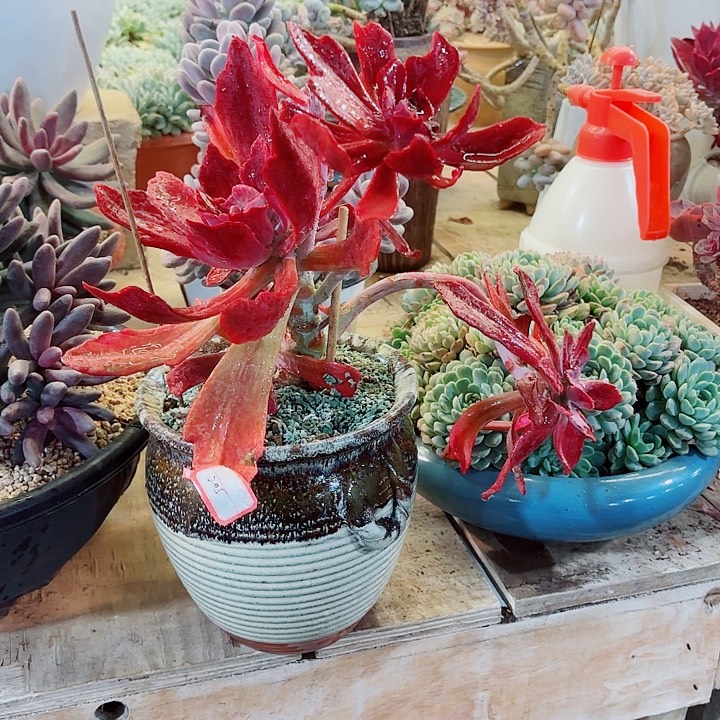 钻石锦飘枝四头起发体验价