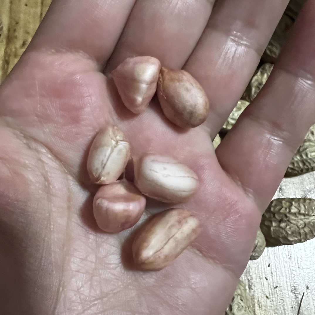 湖北随县太白顶农户自种新鲜花生原产地直发（偏远地区不发货）