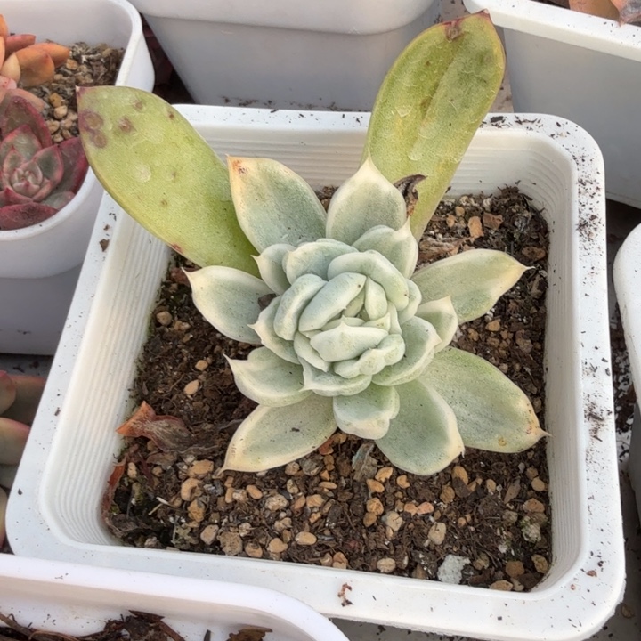 杂交东云锦多肉植物