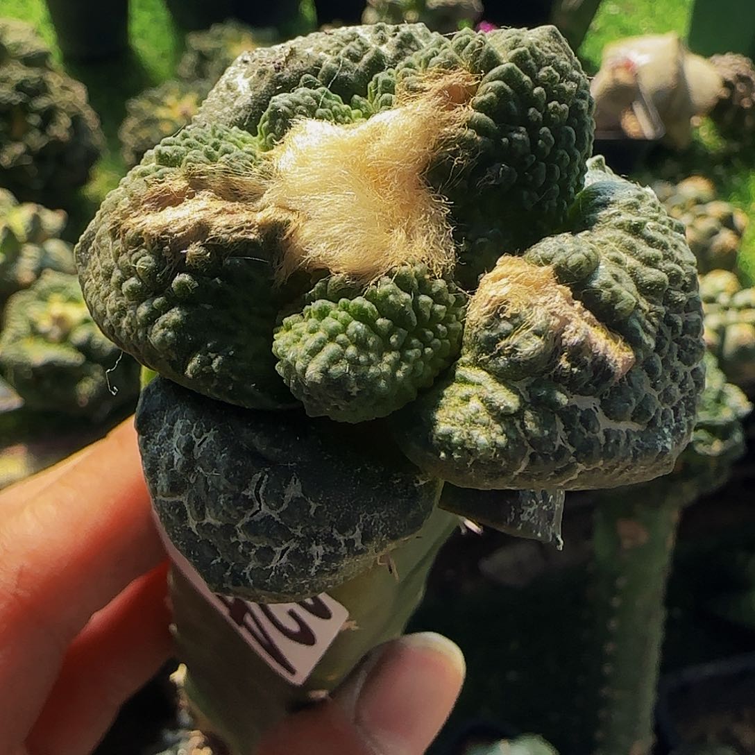 大尤龟甲连山024