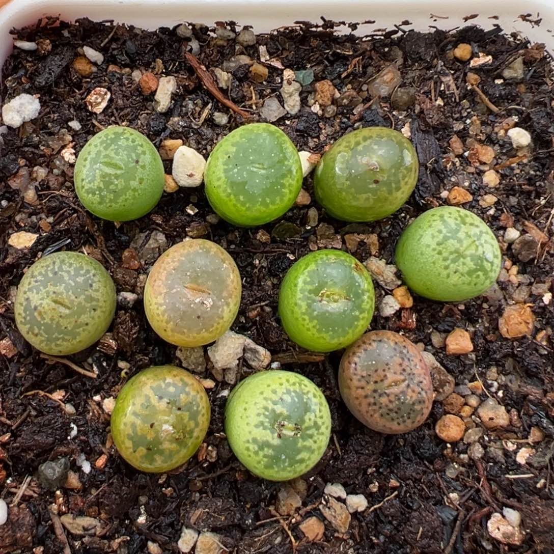 1.23好看的多肉341