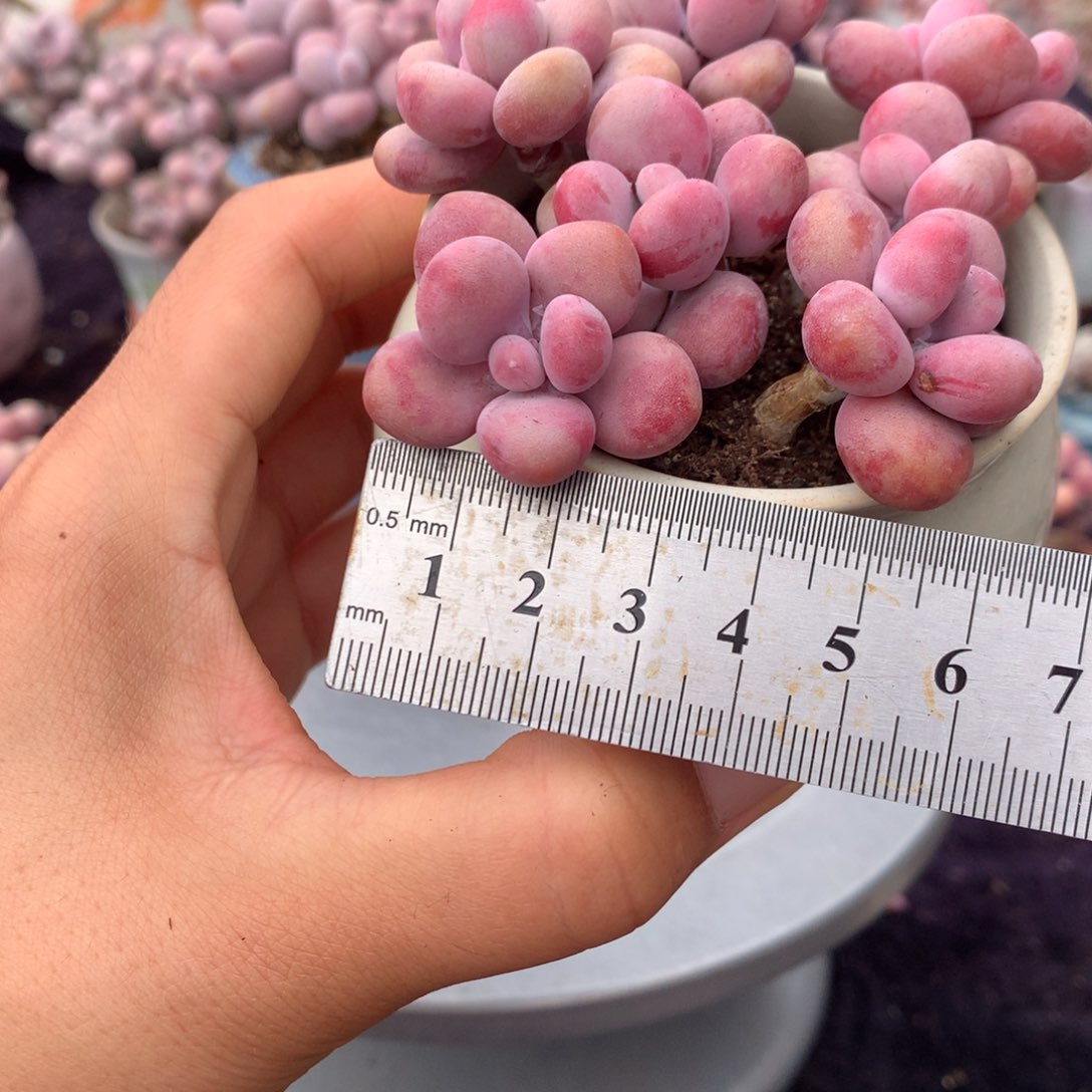 10颗不带盆偏远的不包邮的