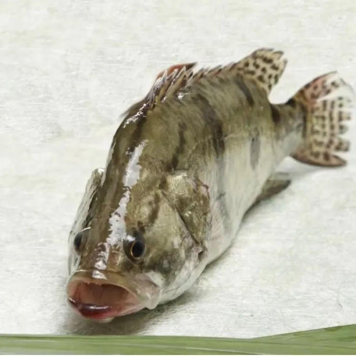 东北鳌花鱼4.7斤到5.1斤淡水鱼之王-一根刺肉质鲜美鲜活速冻包邮