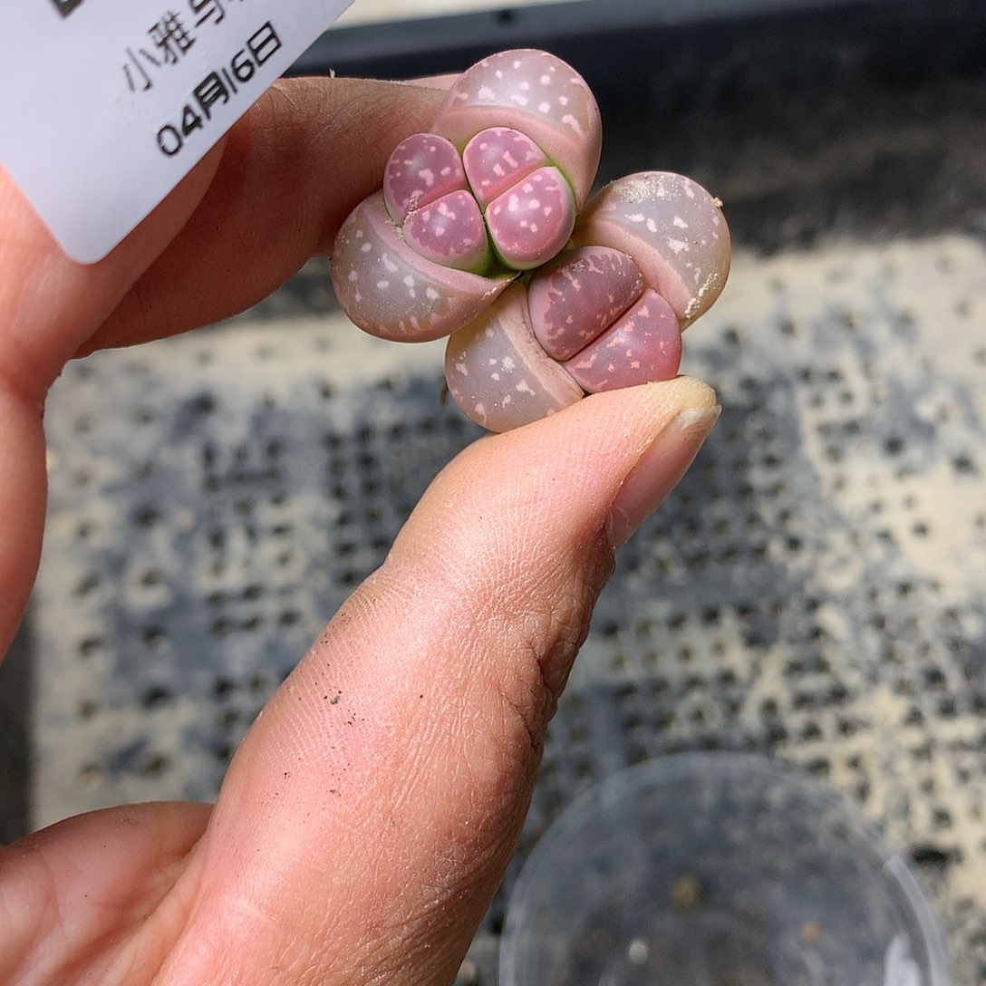 D748多肉植物保护研究所