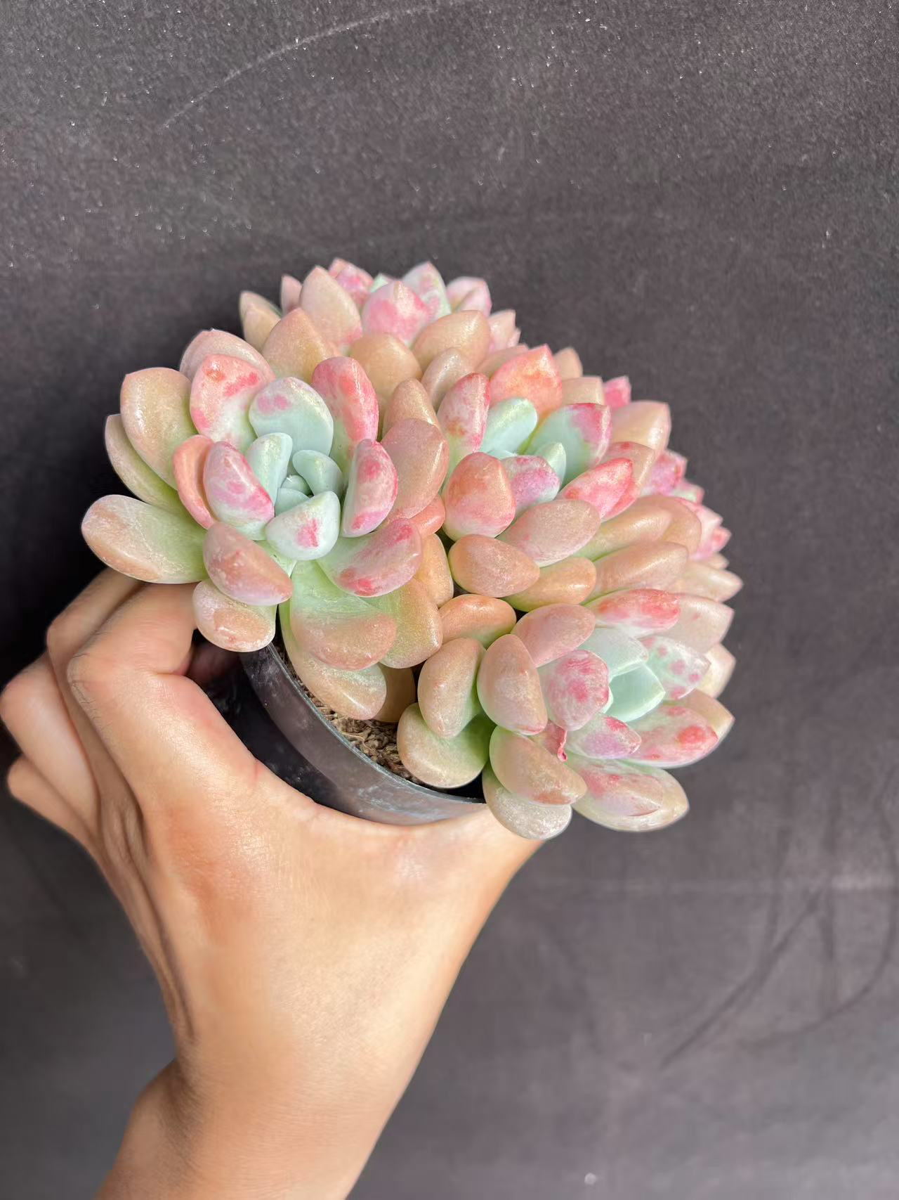 新疆包邮 花斑路无砍14cm带盆带土