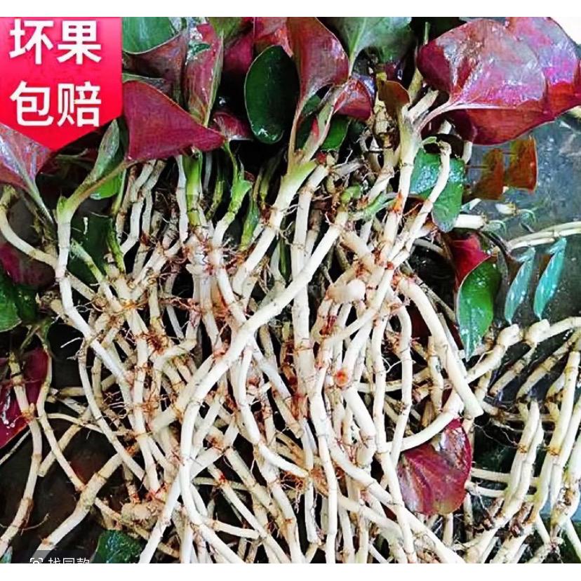 顺丰包邮四川现挖新鲜折耳根野生菌耗儿药